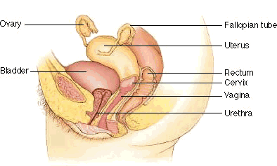 Cross-sectional View